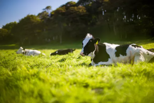 L’antibiorésistance chez les animaux : que faut-il savoir ?